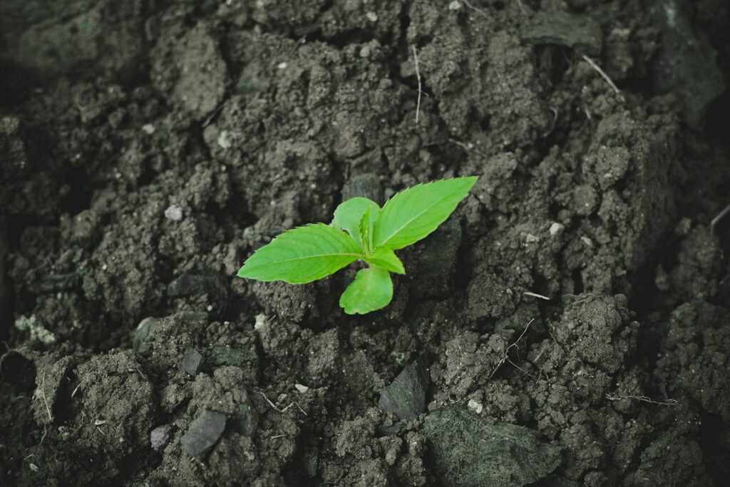 a small green plant sprouting from the ground