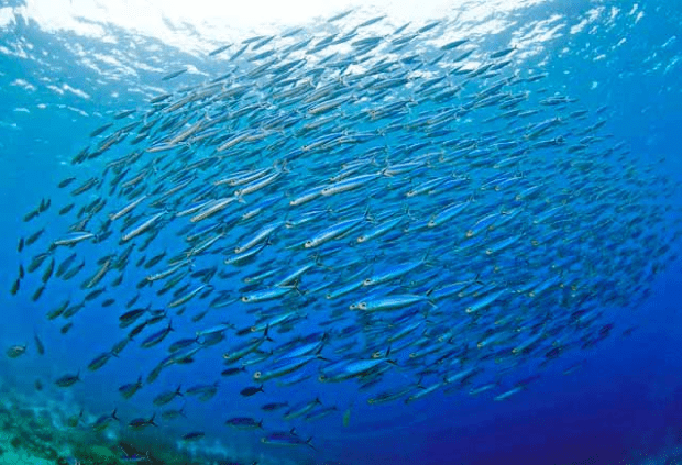 School of fish